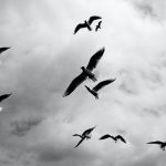 230719_bird-fly_0001