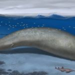230807_Perucetus-colossus_000001