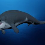 230817_Tutcetus-rayanensis_00001
