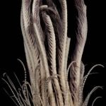 230821_Promachocrinus-fragarius_0001