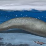 230904_Perucetus-colossus_00001