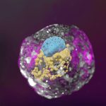 230907_stem-cell–derived-human-embryo-model-_00001