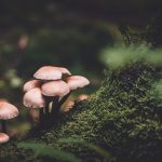 230908_mushroom_000001