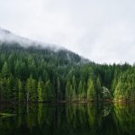 231001_Canada-forrest_000001