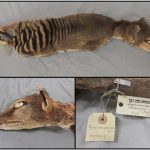 231001_Tasmanian-tiger_00001