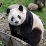 231020_Panda_000001