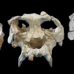 231023_Pierolapithecus-catalaunicus_00001