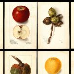 231107_USDA_00001