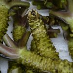 231108_Wasabi_00001