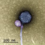 231114_virus-attaching-to-another-virus_00001