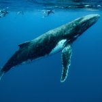 231227_whale_00001