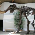 240628_mammoth_000001