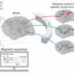 240801_Magnetogenetic-Interface-for-NeuroDynamics_0001