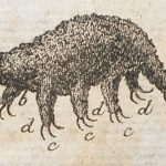 240915_First-Image-of-a-Tardigrade_00002