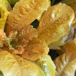 241001_Golden-Lettuce_0005